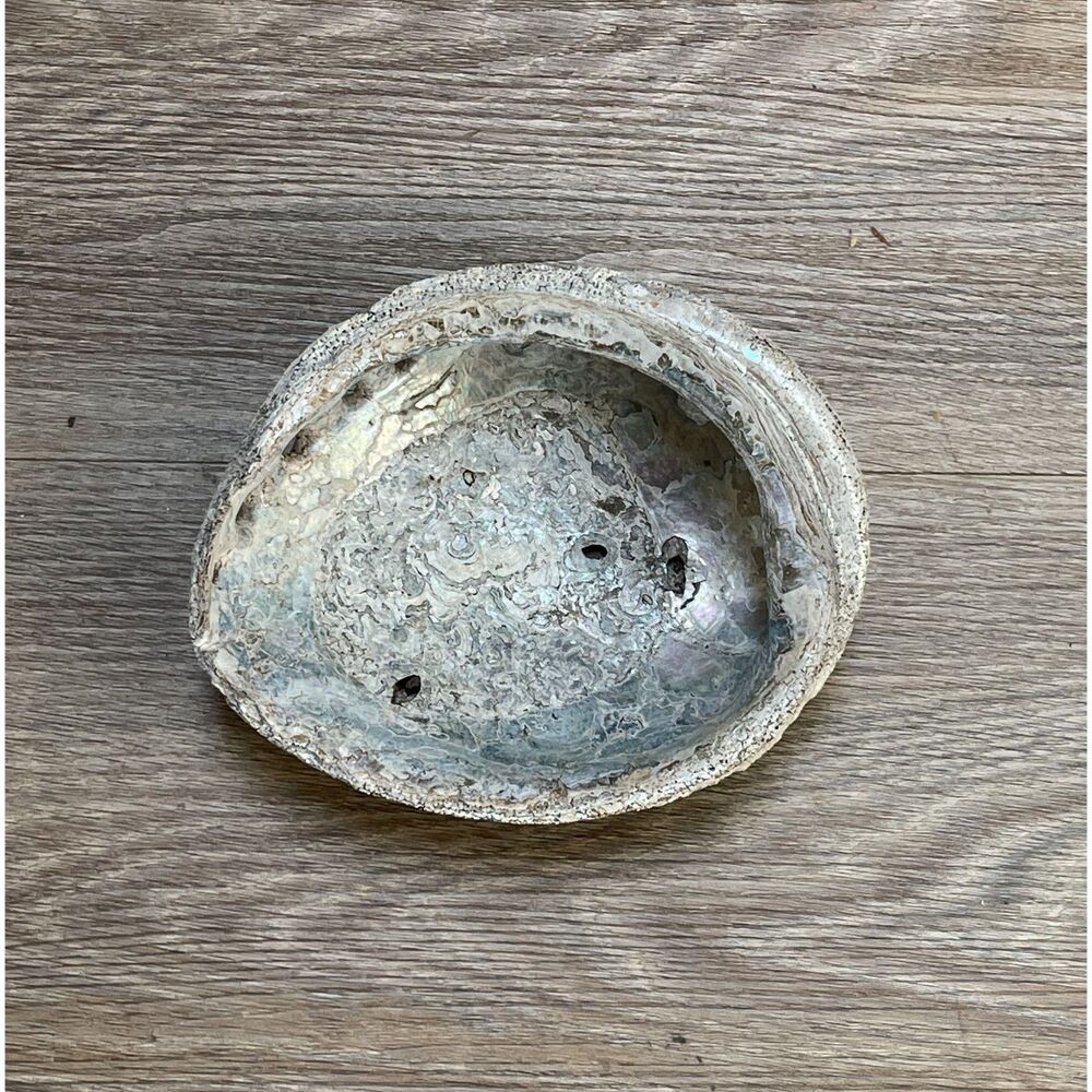 Vintage Beautiful Natural Abalone Shell Collectible Art Shell